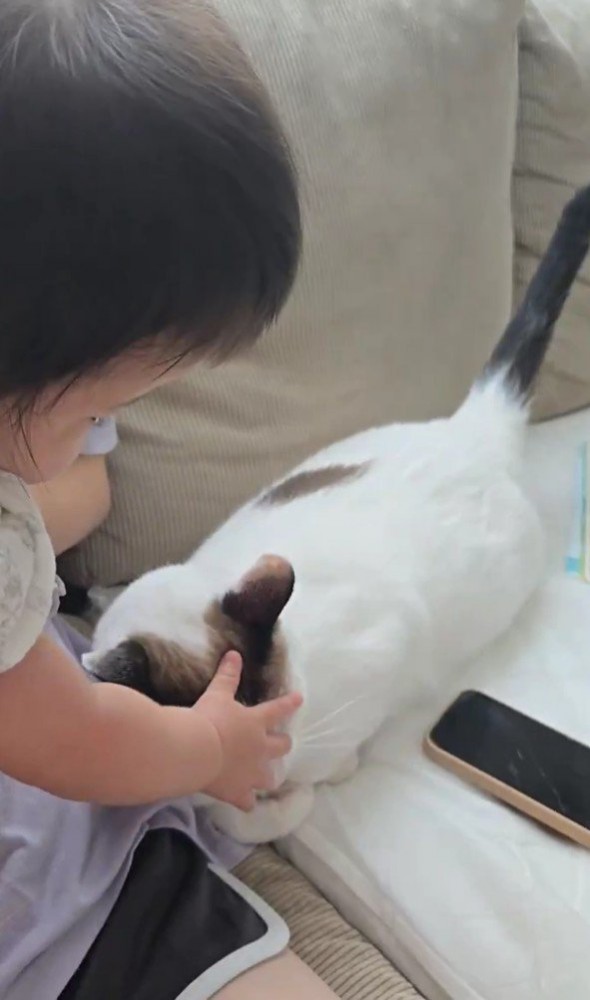 赤ちゃんと猫