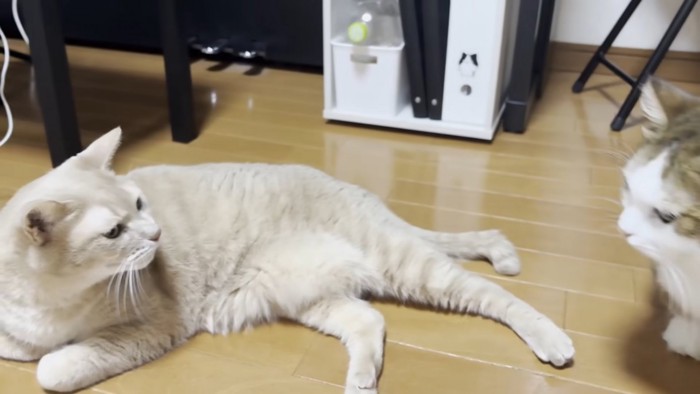 二匹の猫ちゃん（左の子は全身が写っている・右の子は見切れている）