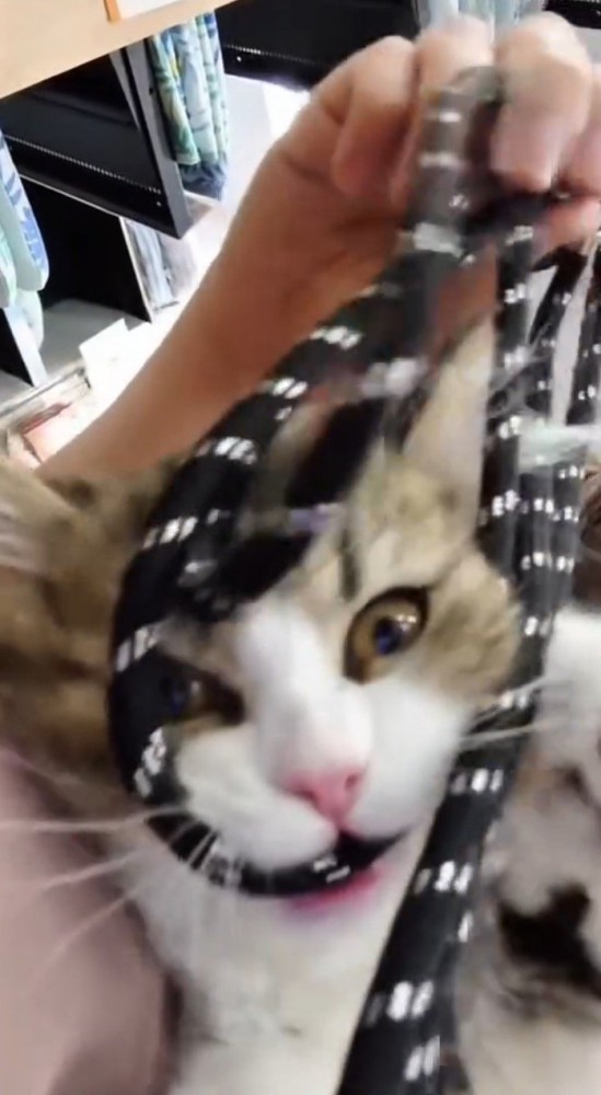 紐を咥えて遊ぶ子猫