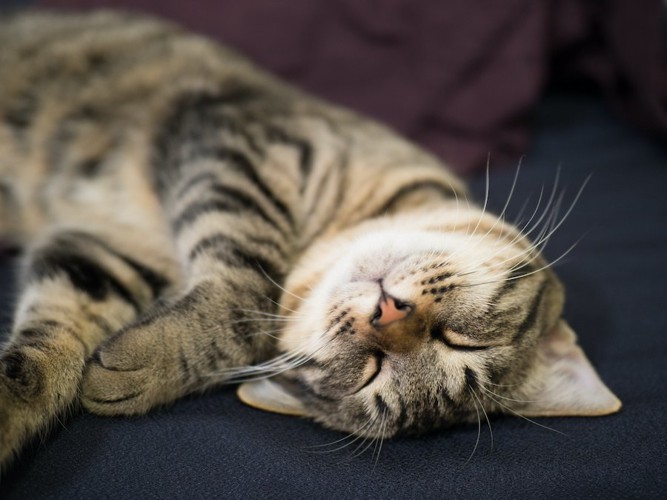 気持ちよさそうに寝る猫