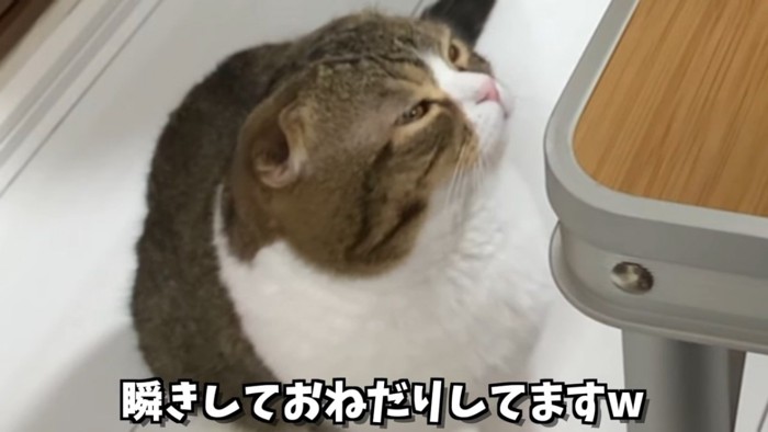 目を細める猫