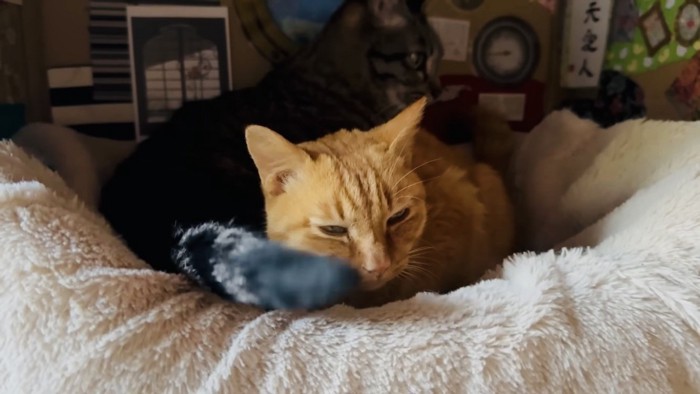 ベッドで一緒に寝る茶トラ猫とキジトラ猫