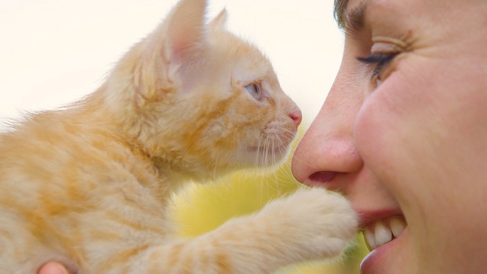 飼い主の顔にタッチする子猫