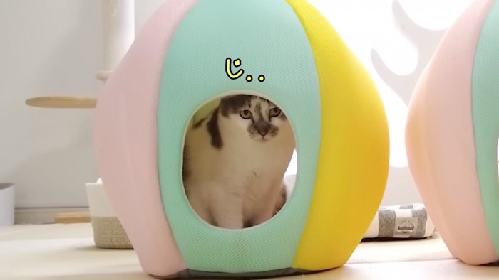 ビーチボールベッドに入ったささみくん