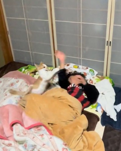腕を掴む猫