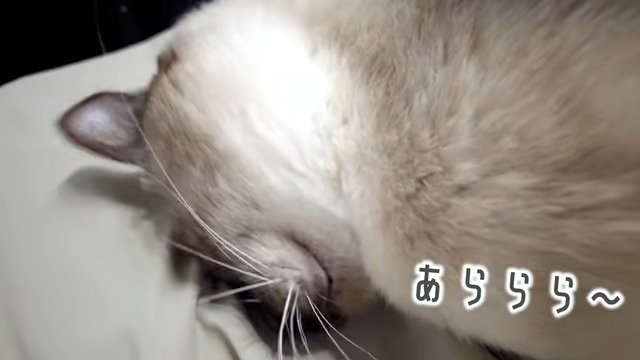 飼い主さんの足にスリスリするモフィくん