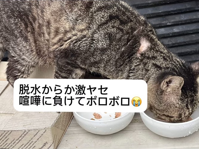 ごはんを食べる猫