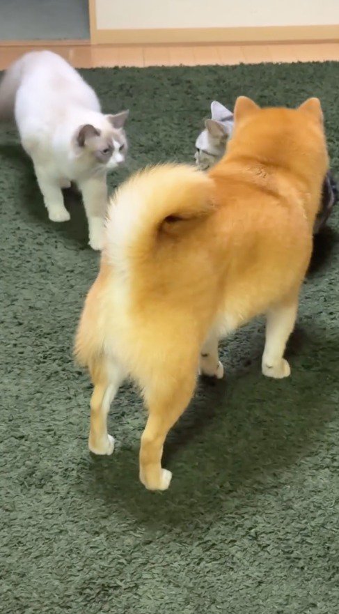 猫に近寄る犬とラグドール