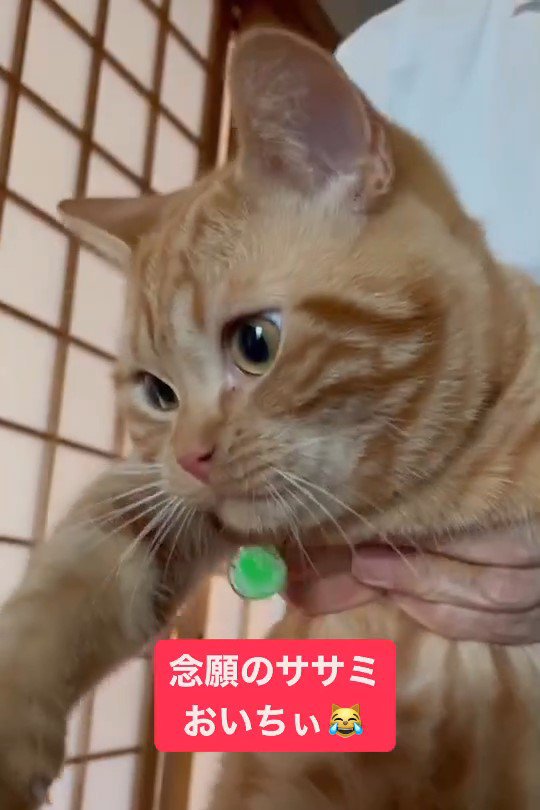 目を丸くする猫