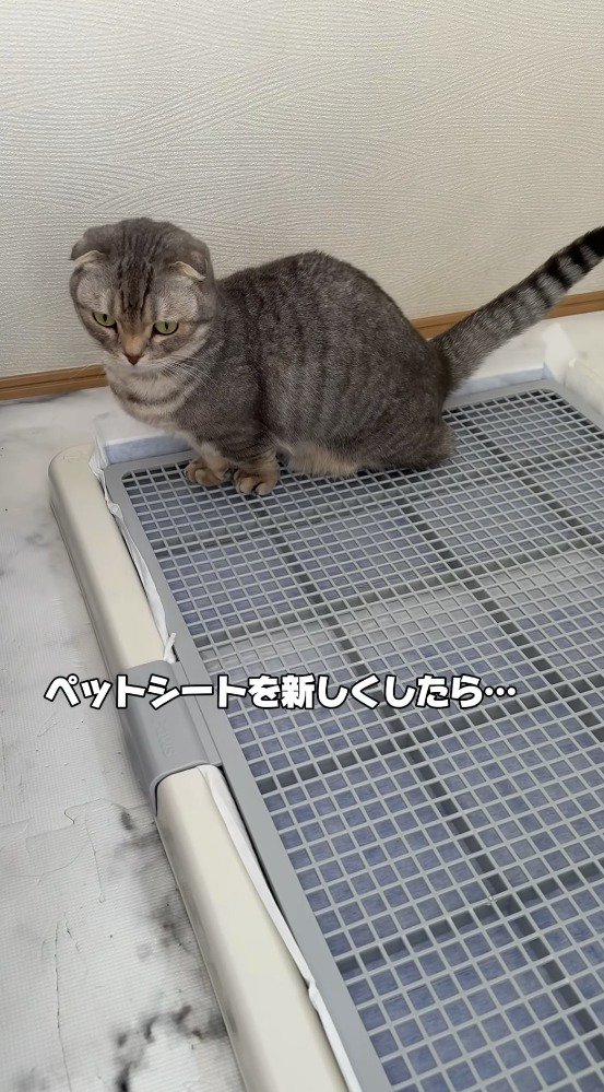 トイレカバーの上に乗る猫