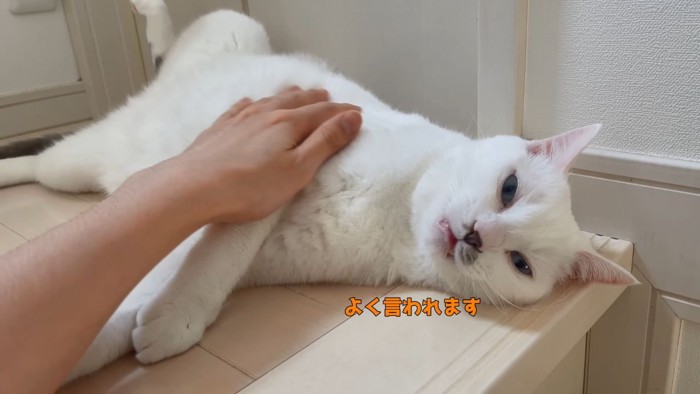 お返事する猫4
