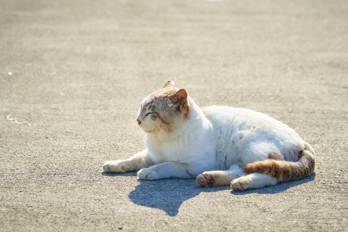 日差しに当たる野良猫