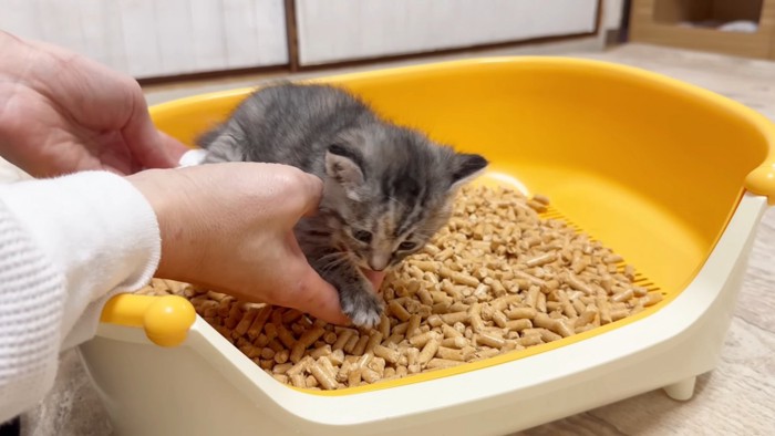 猫トイレにいる子猫