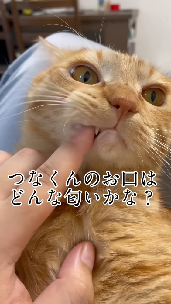 歯を触られる猫