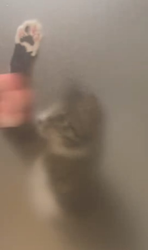 ガラス越しにくっきり見える右前足を上げた猫