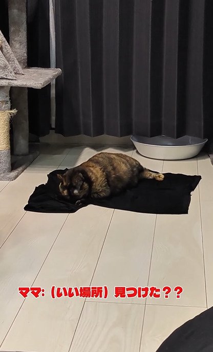 Tシャツに顔をつけたままくつろぐうにちゃん