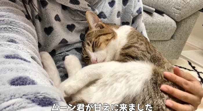 寝ている猫