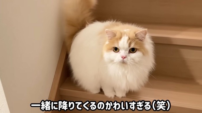 階段の猫