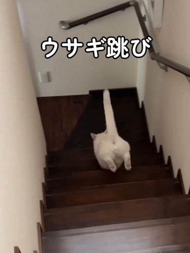後ろ足を揃えて階段を下りる猫