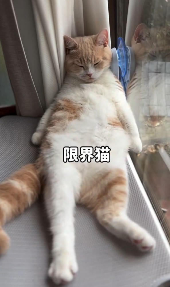 へそ天でくつろぐ猫