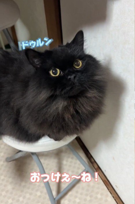 イスの上に座る猫