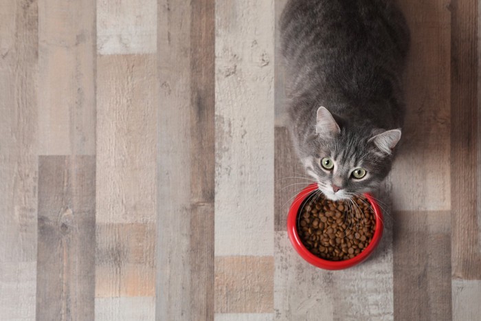 フードの入った食器と見上げる猫