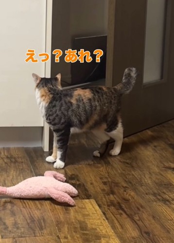 周囲を見まわす三毛猫