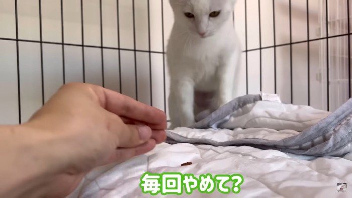 飼い主さんはめげません