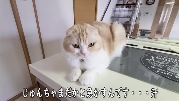 見ている猫