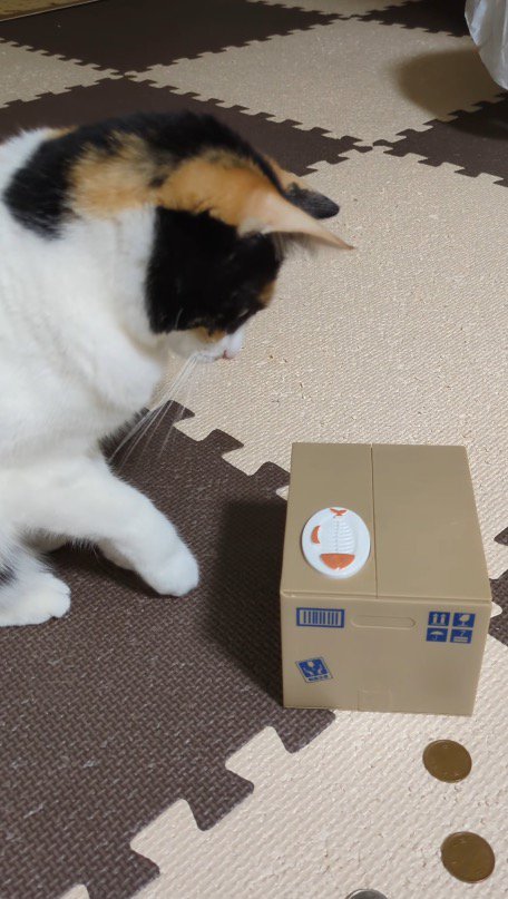 ダンボールの中に隠れた猫に向かって前足を伸ばす猫