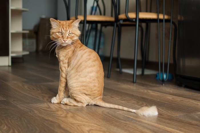 お座りしているサマーカットの猫