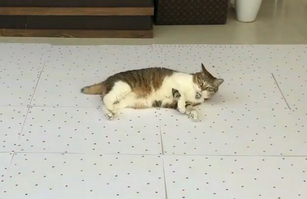 寝転がる猫