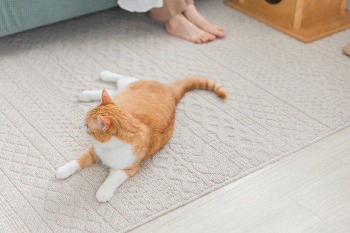 絨毯の上でくつろぐ猫