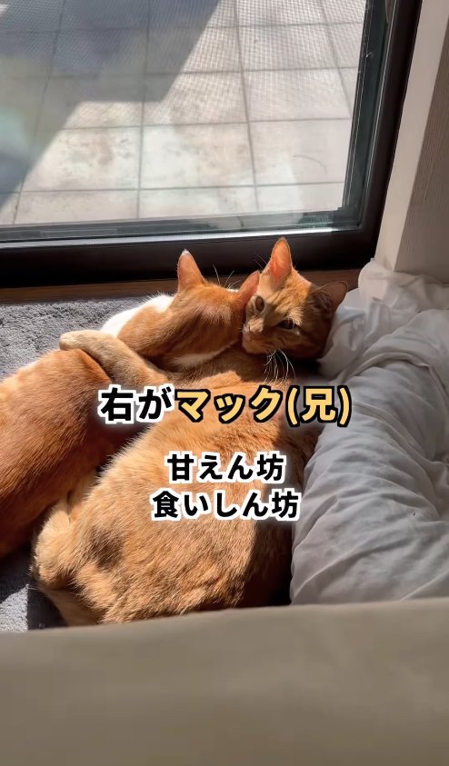 窓際にいる2匹の猫