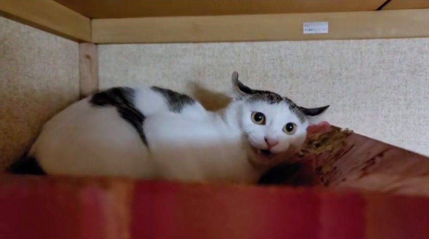 不満を訴える猫