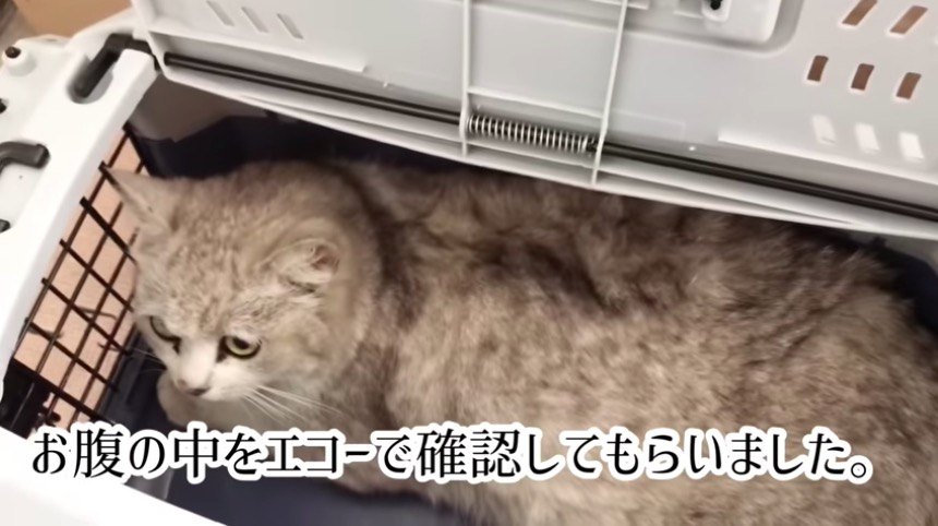 キャリーの中の猫