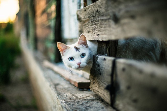 探索中の野良猫