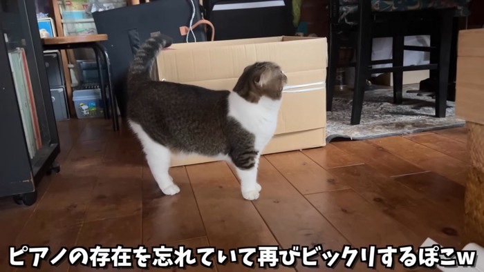 立っている猫