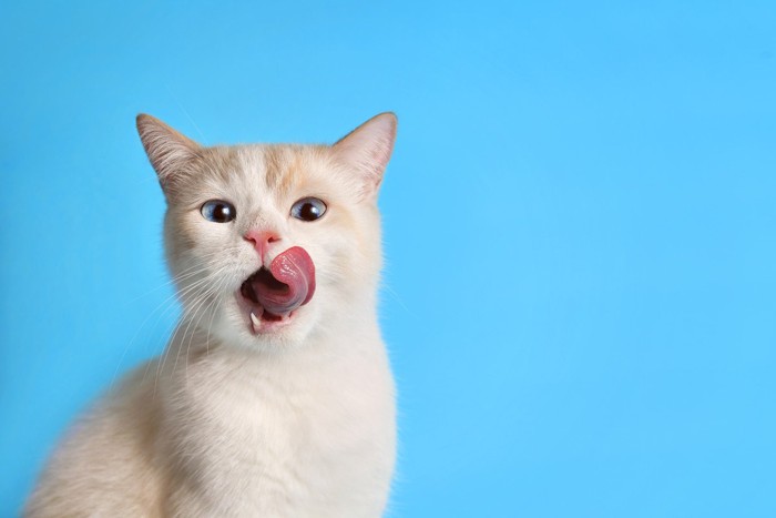 舌を出す猫