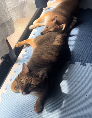 カメラ目線の猫と犬