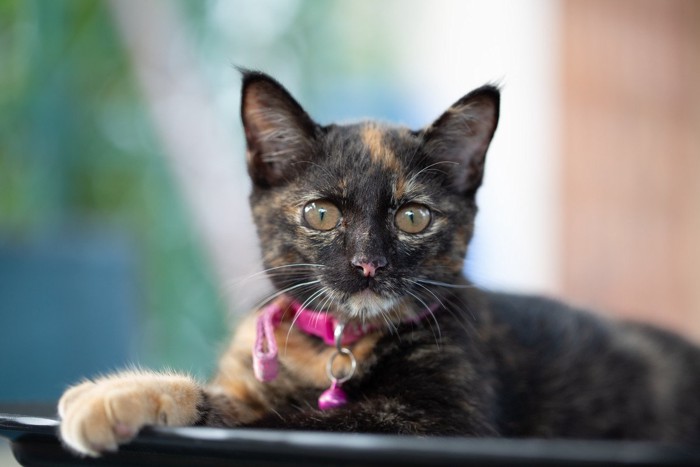 ピンクの鈴のサビ猫