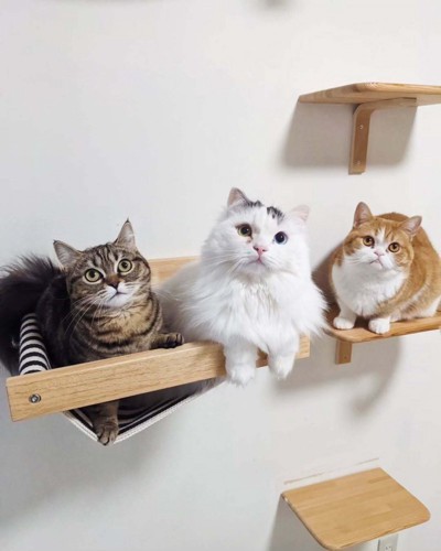 3匹の猫