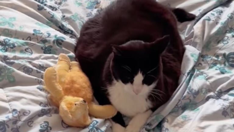 室内にいる猫