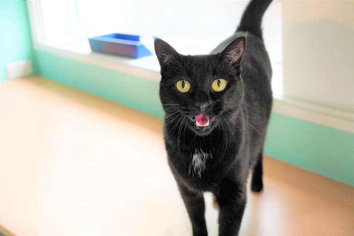 カメラに向かって鳴く黒猫