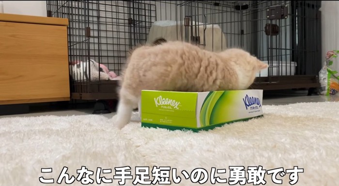 箱の上の猫