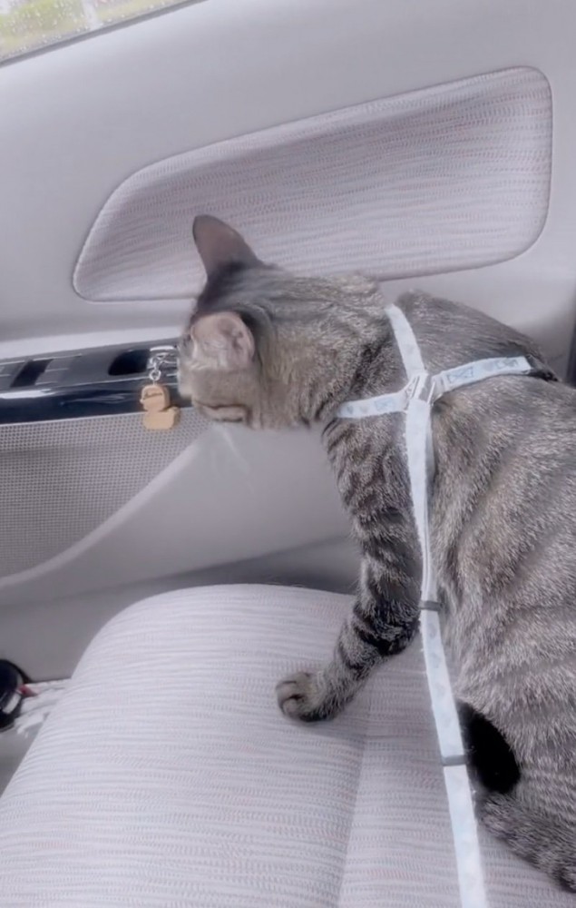 落ち着きなく座る猫
