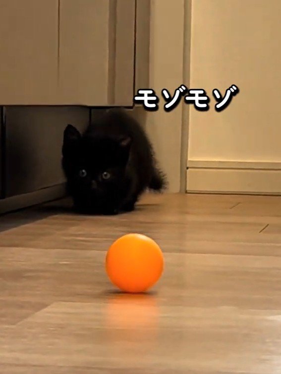 小さくなる子猫