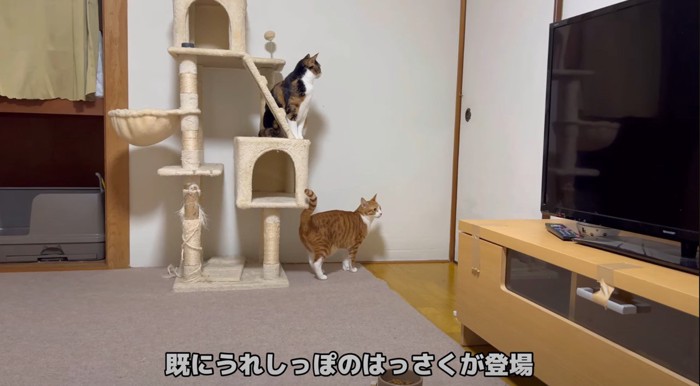 キャットタワーに乗る三毛猫と近くに茶白猫