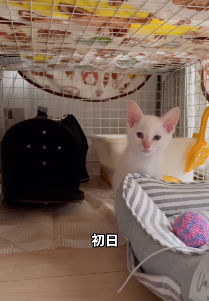 こちらを見つめる白い子猫