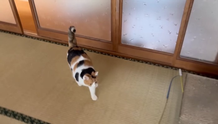 ついてくるミケちゃん